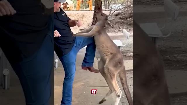 Feisty kangaroo attacks tourists Feisty kangaroo attacks tourists