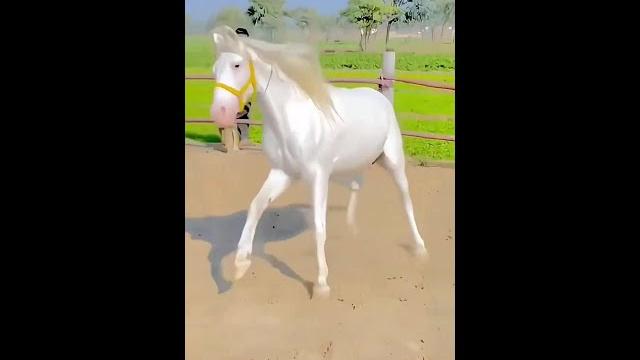 #原創視頻 #野生動物零距離 #動物世界 #馬 #騎馬 #原創視頻 #野生動物零距離 #動物世界 #馬 #騎馬