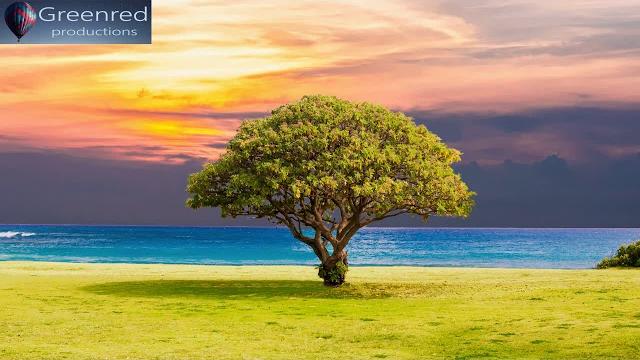 Serotonin release music with alpha waves - 10 hz binaural beats, healing music, happiness frequency Serotonin release music with alpha waves - 10 hz binaural beats, healing music, happiness frequency