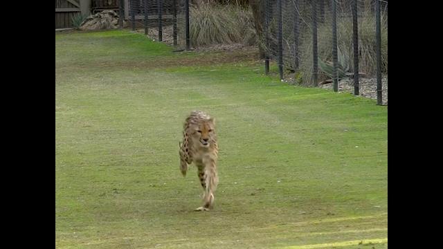 Cheetah speed check out Cheetah speed check out