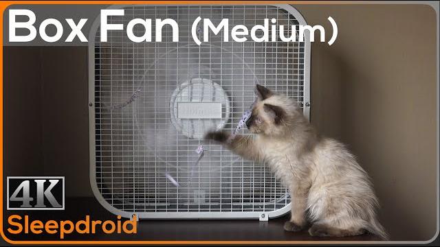 ►10 hours of box fan white noise | sounds for sleeping (medium speed) with cute kitten, window fan ►10 hours of box fan white noise | sounds for sleeping (medium speed) with cute kitten, window fan