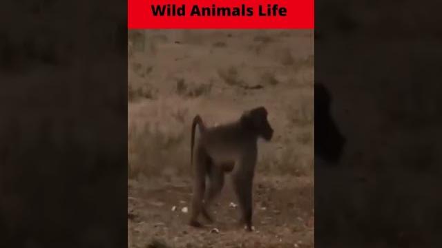 Hunting baboon monkeys with arrows wild animals life | @nature & creature world | @bbc earth Hunting baboon monkeys with arrows wild animals life | @nature & creature world | @bbc earth