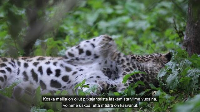 Jo cook – amurinleopardin suojelu Jo cook – amurinleopardin suojelu