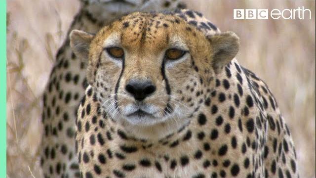Three cheetahs vs ostrich | life | bbc earth Three cheetahs vs ostrich | life | bbc earth
