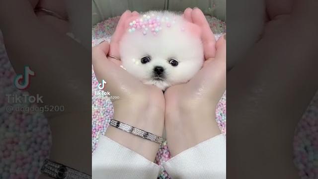 Милые приучные собачки белые собачки шпиц Милые приучные собачки белые собачки шпиц
