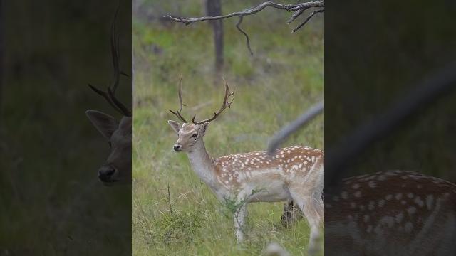 Young fallow buck stripping velvet Young fallow buck stripping velvet