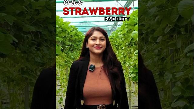 Hydroponic strawberry Hydroponic strawberry