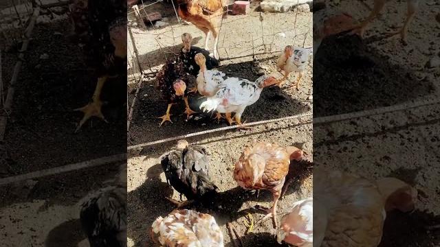 Aseel chicks feeding miawali aseel lakha aseel chawras nalya wala aseel rooster gaming birds aseel Aseel chicks feeding miawali aseel lakha aseel chawras nalya wala aseel rooster gaming birds aseel