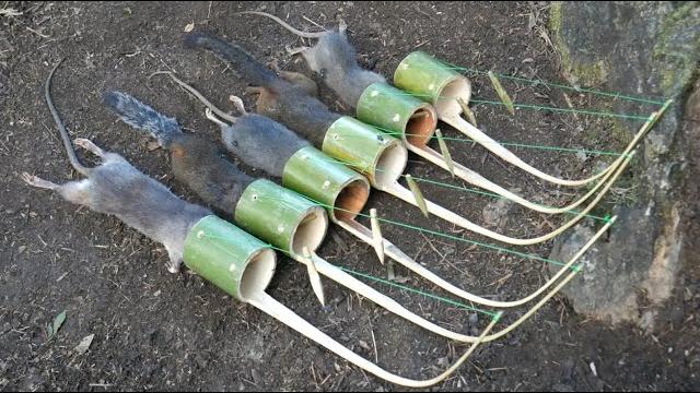 Method to be looking for food in the jungle for survival episode 44 i got many rats and squirrels Method to be looking for food in the jungle for survival episode 44 i got many rats and squirrels