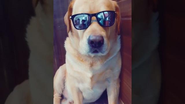 Smart dog leo #shorts Smart dog leo #shorts