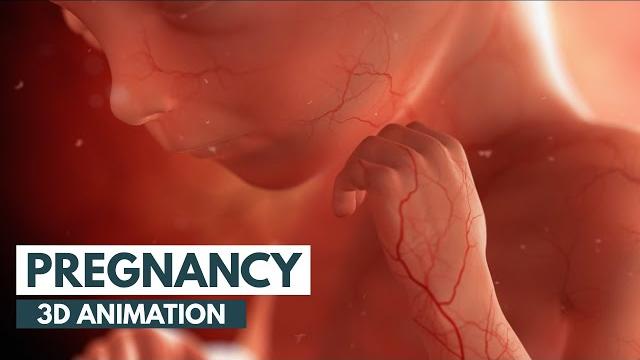Pregnancy: a month-by-month guide | 3d animation Pregnancy: a month-by-month guide | 3d animation