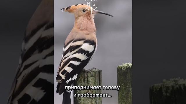 Удод: птичка-цветок. Удод: птичка-цветок.