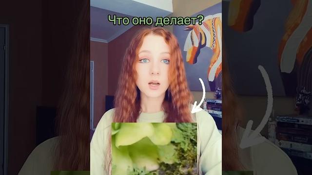Жирянка — хищное растение, которое использует липкие листья #ботаника #хищныерастения #наука #shorts Жирянка — хищное растение, которое использует липкие листья #ботаника #хищныерастения #наука #shorts