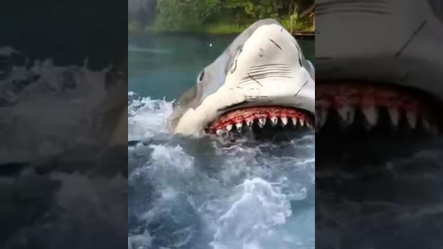Ikan hiu terbesar di dunia Ikan hiu terbesar di dunia