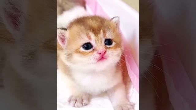 Cat mewing cat sound বিড়ালের ডাক #cat #mewing #বিড়াল Cat mewing cat sound বিড়ালের ডাক #cat #mewing #বিড়াল