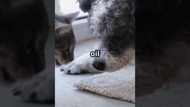 #cutealert #happypaws #puppyvideos #happypuppy #cutealert #happypaws #puppyvideos #happypuppy