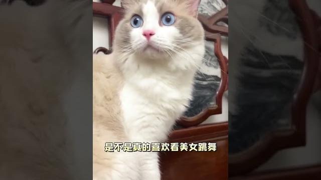 【燈燈的日常】我家貓居然是真的好色?! 【燈燈的日常】我家貓居然是真的好色?!