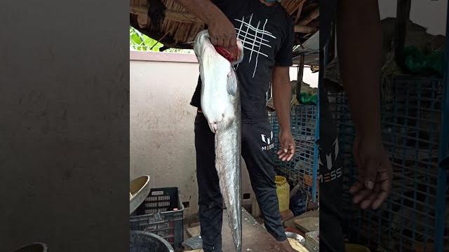 Boal fish cutting skills | fish cutting video#shorts Boal fish cutting skills | fish cutting video#shorts