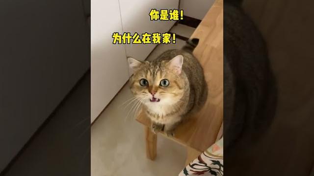 【薯條麻麻薯】貓:什麼我們家啊 明明是我家! 【薯條麻麻薯】貓:什麼我們家啊 明明是我家!