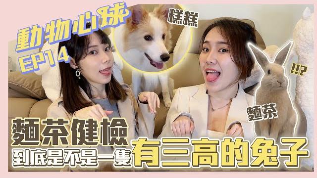 寵物兔|動物心球|寵物健檢流程、費用、多久需要檢查一次 【心兒】【伊兒】 寵物兔|動物心球|寵物健檢流程、費用、多久需要檢查一次 【心兒】【伊兒】