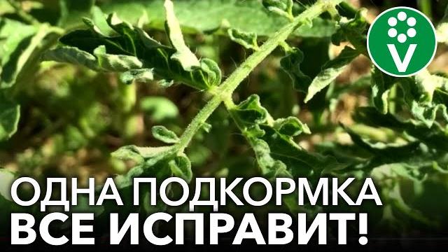 Скручиваются листья у томатов? помогите им быстро и эффективно! Скручиваются листья у томатов? помогите им быстро и эффективно!