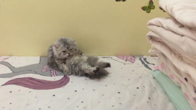 My baby stitch-cleaning himself My baby stitch-cleaning himself