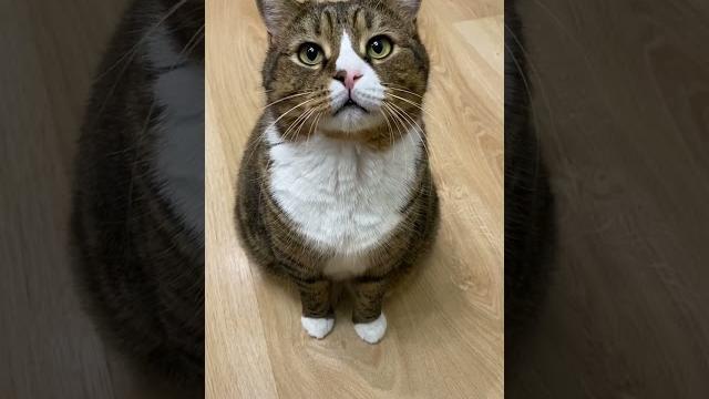 Ваш кот говорит мяу Ваш кот говорит мяу