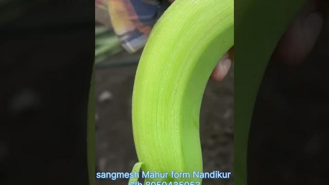 Export quality banana #farming #agriculture Export quality banana #farming #agriculture