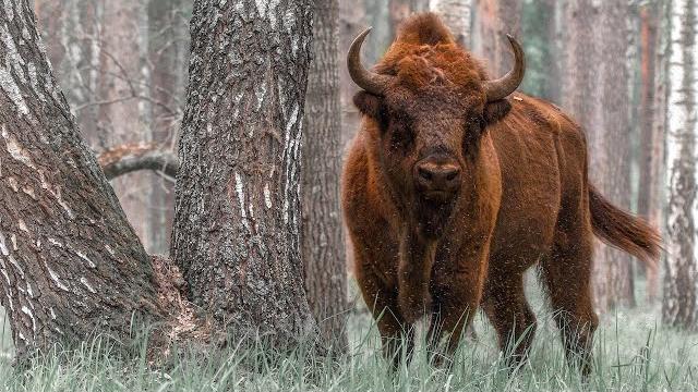 Природа беларуси. заповедными тропами белорусской земли. документальный фильм | film studio aves Природа беларуси. заповедными тропами белорусской земли. документальный фильм | film studio aves