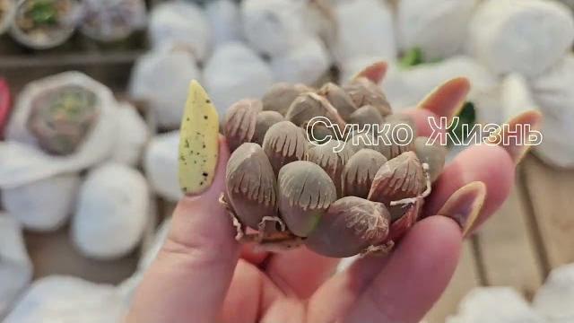 Распаковка суккулентов из китая №2 Распаковка суккулентов из китая №2