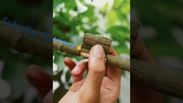 Mango trees are easier to propagate thank you think #mango #satisfying #farming #gardening Mango trees are easier to propagate thank you think #mango #satisfying #farming #gardening