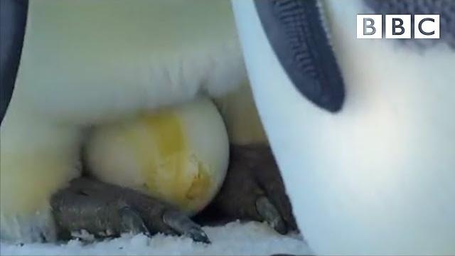 The spectacular sight of an emperor penguin laying her egg | penguins: spy in the huddle - bbc The spectacular sight of an emperor penguin laying her egg | penguins: spy in the huddle - bbc