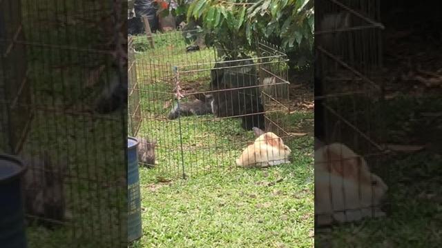 Viral mesum di depan umum! Viral mesum di depan umum!