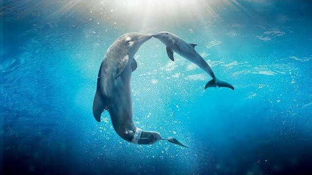 Healing songs of dolphins & whales | deep meditative music for harmony of inner peace Healing songs of dolphins & whales | deep meditative music for harmony of inner peace