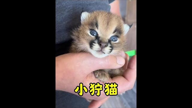 兇巴巴的小貓咪#獰貓#野生動物 兇巴巴的小貓咪#獰貓#野生動物