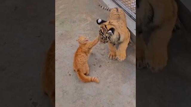 Cat vs lion #shorts#cats#lion Cat vs lion #shorts#cats#lion