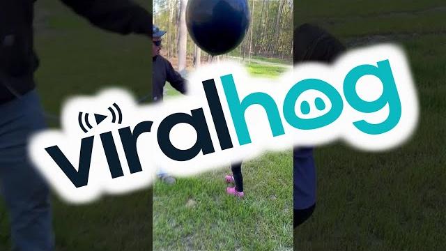 Gender reveal without the reveal || viralhog Gender reveal without the reveal || viralhog