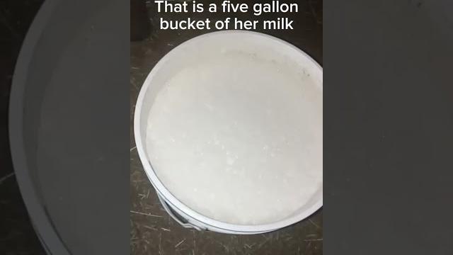 She produced almost a full five gallon bucket of milk. #cow #cows #cowlover #ayrshire #farm #milk She produced almost a full five gallon bucket of milk. #cow #cows #cowlover #ayrshire #farm #milk
