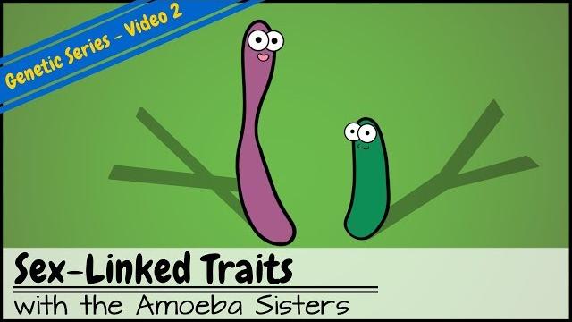 Punnett squares and sex-linked traits (old video) Punnett squares and sex-linked traits (old video)
