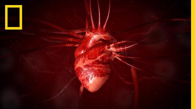 Heart 101 | national geographic Heart 101 | national geographic