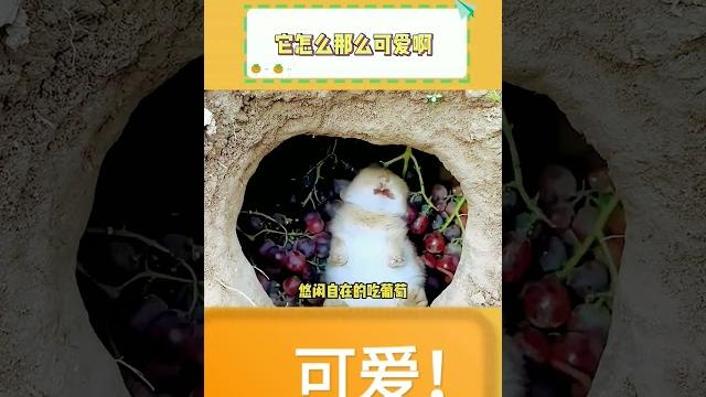 可爱兔兔 可爱兔兔