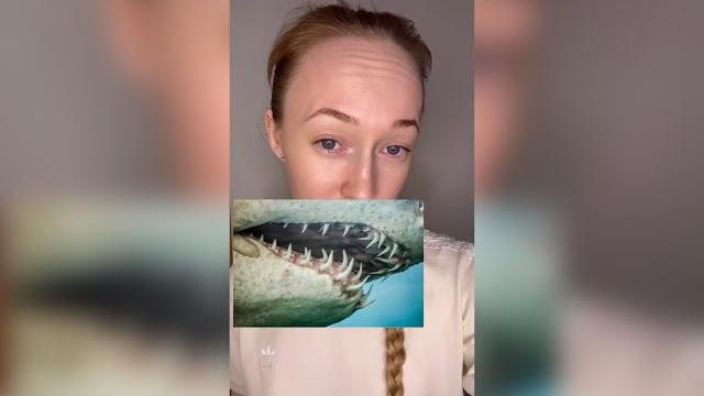 Сколько зубов у акулы Сколько зубов у акулы