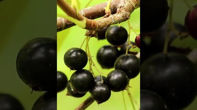 Обрезка черной смородины. какие ветки обрезать? #садоводство #смородина #чернаясмородина Обрезка черной смородины. какие ветки обрезать? #садоводство #смородина #чернаясмородина