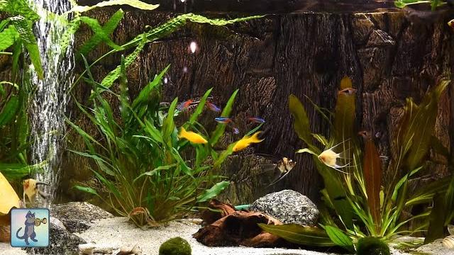 Relaxing aquarium fish tank sounds ~ no music Relaxing aquarium fish tank sounds ~ no music