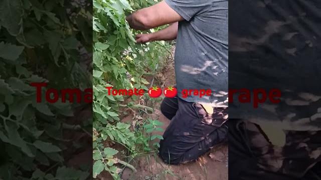 Picking tomatoes grape, betel maranata Picking tomatoes grape, betel maranata