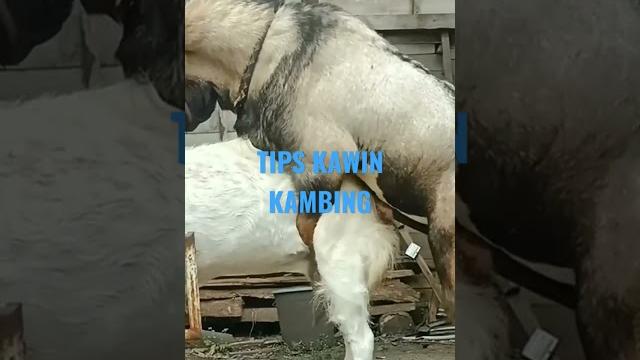 Tips kawin kambing#shorts Tips kawin kambing#shorts