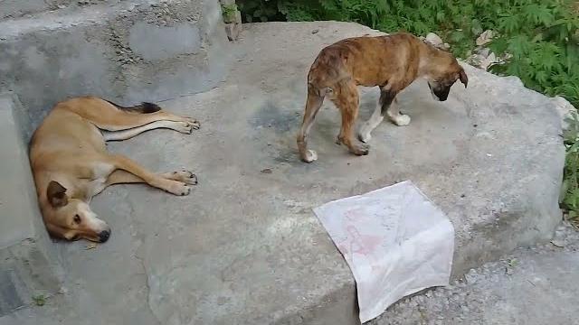 Brown stray pup bites/mother dog & white stray pup sleeping/summers | deja wu #animals #anime #uk Brown stray pup bites/mother dog & white stray pup sleeping/summers | deja wu #animals #anime #uk