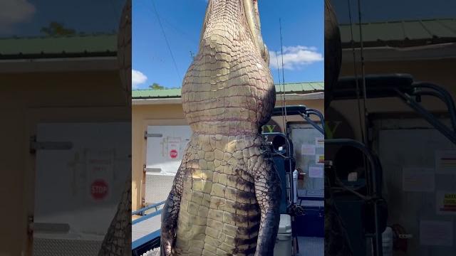 Giant gator! #florida #gatorhunting #viral #viralshort #viralvideo #viralshorts #fyp #fypシ Giant gator! #florida #gatorhunting #viral #viralshort #viralvideo #viralshorts #fyp #fypシ