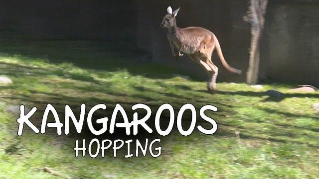 Kangaroos hopping! Kangaroos hopping!