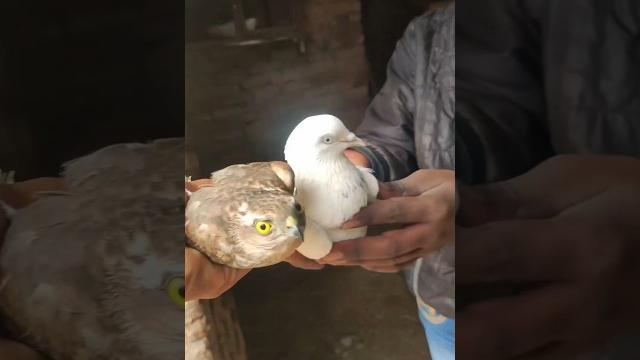 Kabutar pe hua baaz ka attack ️🫣 Kabutar pe hua baaz ka attack ️🫣